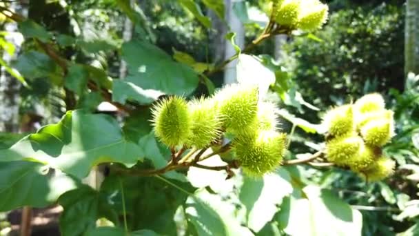 Baum Des Achiote Bixa Orellana Einem Sonnigen Tag — Stockvideo