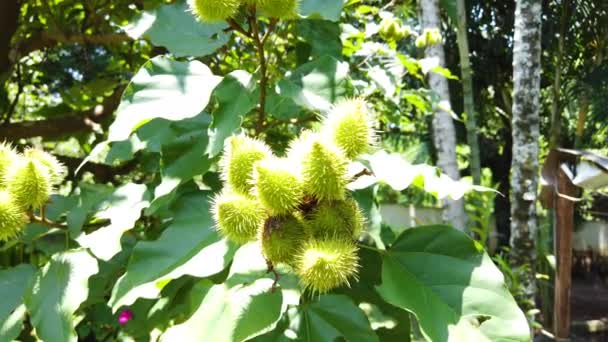 Achiote Bixa Orellana Ist Ein Großer Strauch Oder Kleiner Baum — Stockvideo