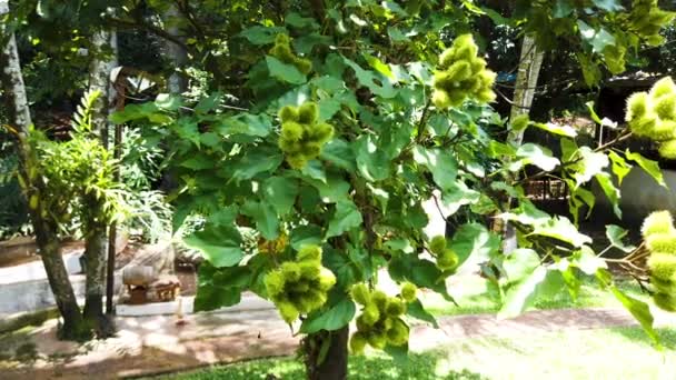 Árvore Annatto Frutas Tropicais Urucum — Vídeo de Stock