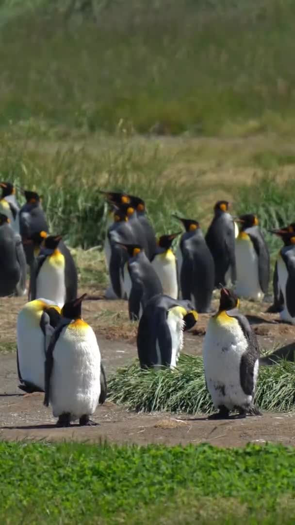 垂直ビデオ キングペンギンコロニー チリの保全地域の荒野の動物 コロニアペンギンレイ — ストック動画