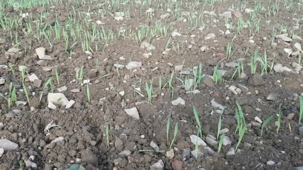 Semillas Pan Cereales Plantadas Viñedo Toscano Medio Temporada Invierno Pontassieve — Vídeos de Stock