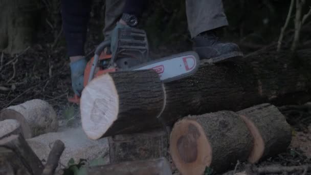 Kettensäge Zersägt Gefällten Baum — Stockvideo