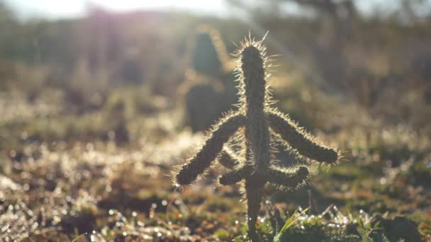 Minuscolo Cactus Forma Ballerina Sotto Raggi Del Sole Nel Deserto — Video Stock