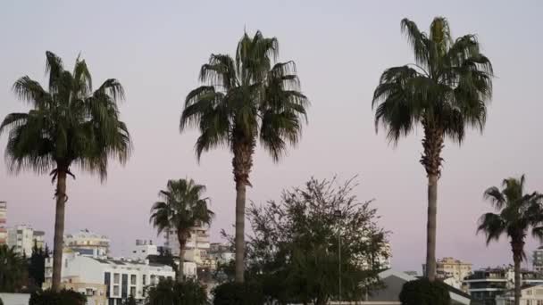 Tiro Médio Palmeiras Edifícios Casas Fundo Antalya Durante Pôr Sol — Vídeo de Stock