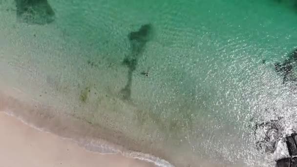 Παναμάς Φεβρουάριο Drone Πυροβολεί Contadora Island Κολύμπι Μεταξύ Των Ψαριών — Αρχείο Βίντεο