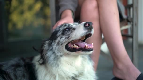 Mujer Acariciando Hermoso Perro Jadeante Feliz Primer Plano — Vídeos de Stock