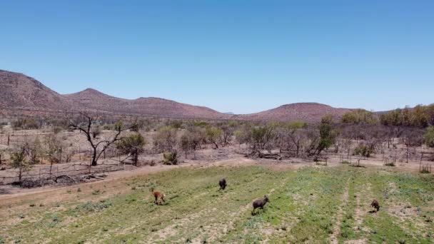 Antelope Nyala Karoo Farmě Poblíž Graaff Reinet Během Sucha Představovat — Stock video