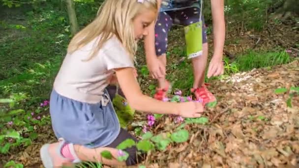 Κορίτσια Μαζεύοντας Λουλούδια Στο Δάσος — Αρχείο Βίντεο