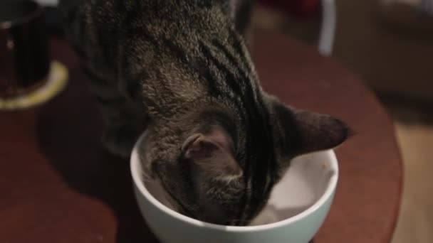 Adorável Jovem Gatinho Bebendo Leite Uma Tigela Cerâmica Branca Close — Vídeo de Stock