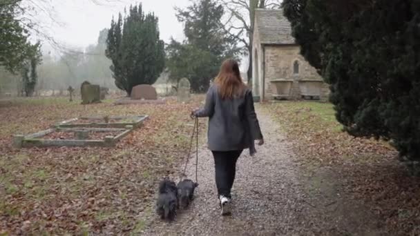 Woman Ginger Hair Walking Two Miniature Long Haired Dachshunds Cemetery — Stock Video