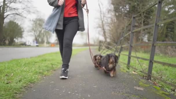 Två Miniatyr Långhåriga Taxar Promenader Landsbygd Med Sin Ägare Vintersäsong — Stockvideo