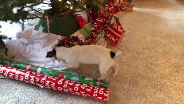 Pequeño Perro Jugando Alrededor Las Decoraciones Del Árbol Navidad — Vídeo de stock