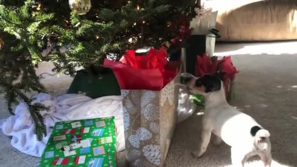 Malý pes žvýká vánoční dárky pod stromečkem