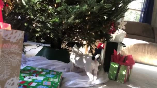小さな犬が家の中でクリスマスツリーを噛んだり遊んだり — ストック動画