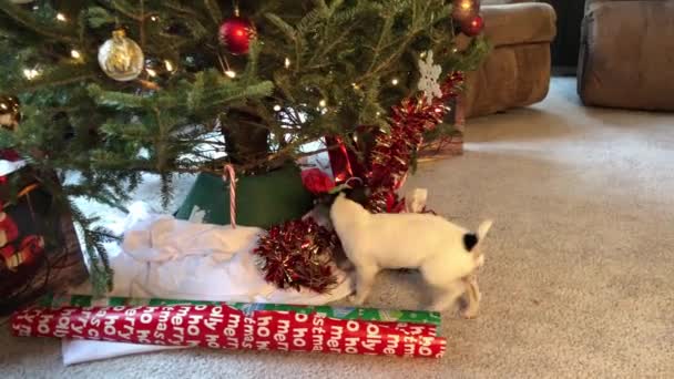 Câine Mic Lipind Capul Pachet Jucându Jurul Bradului Crăciun — Videoclip de stoc
