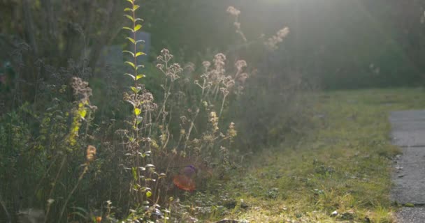 Небіорозкладні Пластикові Повітряні Мішки Ковзають Перед Камерою Щоб Символізувати Концепцію — стокове відео