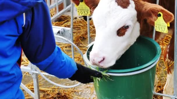 Vacas Biológicas Suiza Una Bio Granja Comiendo — Vídeos de Stock