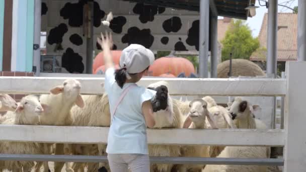 Petite Fille Touristique Nourrit Les Moutons Pendant Les Vacances — Video