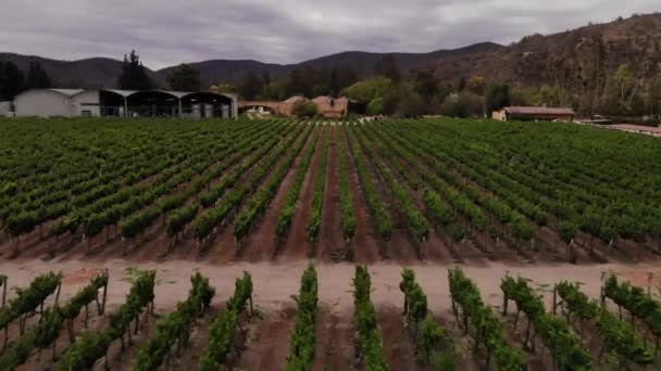 Drone Tiro Viña Verde Vides Una Fila Hacia Los Edificios — Vídeo de stock