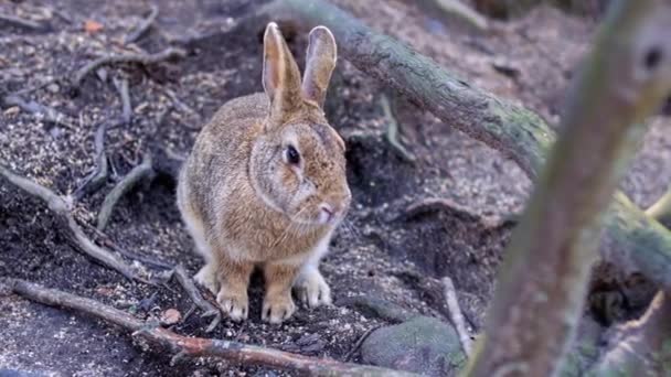 大岛森林里那只毛茸茸的兔子日本的大岛被称为兔子岛 许多野兔在岛上游荡 — 图库视频影像