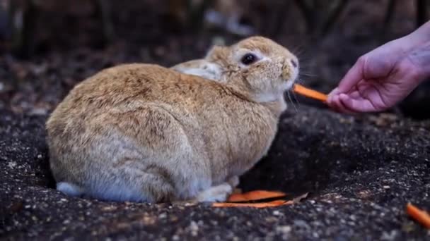 Bunnie eating a carrot at of a female hand on eathy ground. kunoshima in Japan is know as the Rabbit Island. Many feral rabbits roam the island