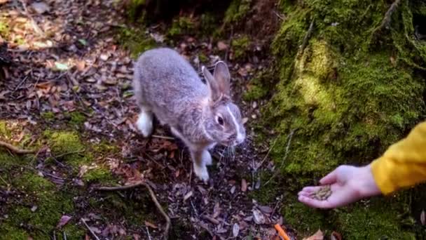 Bunny v lese sedí a žebrá o jídlo v Okunošimě. Kunošima v Japonsku je známý jako Králičí ostrov. Mnoho divokých králíků se potuluje po ostrově