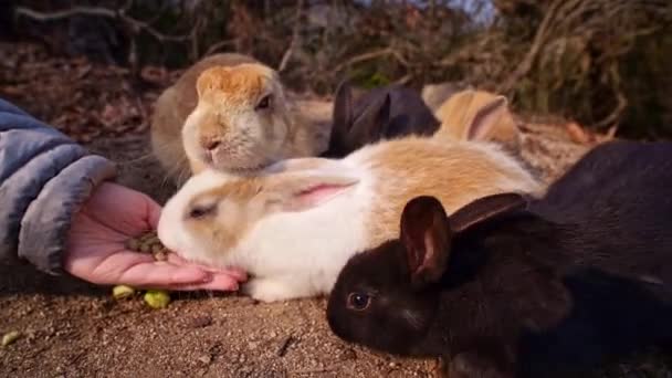 A flock of young bunnies is eating out of a human hand. kunoshima in Japan is know as the Rabbit Island. Many feral rabbits roam the island