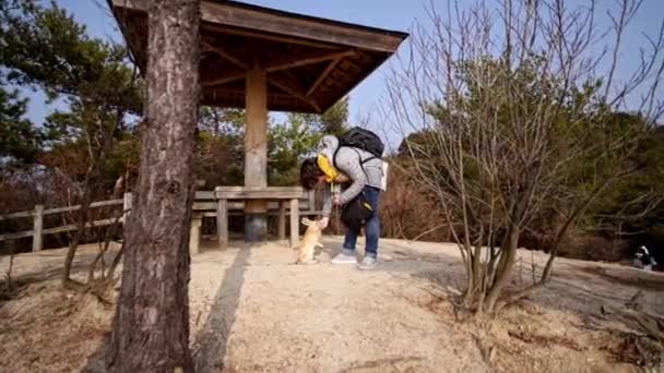 Acalme Coelho Europeu Selvagem Ilha Japonesa Que Beeing Alimentado Por — Vídeo de Stock