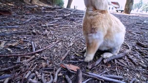 Conejo Okunoshima Sienta Ruega Por Comida Cerca Kunoshima Japón Conocida — Vídeos de Stock