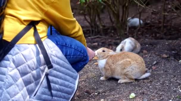 Turisták Vadnyulakat Etetnek Egy Japán Szigeten Kunoshima Japánban Nyúl Szigetként — Stock videók