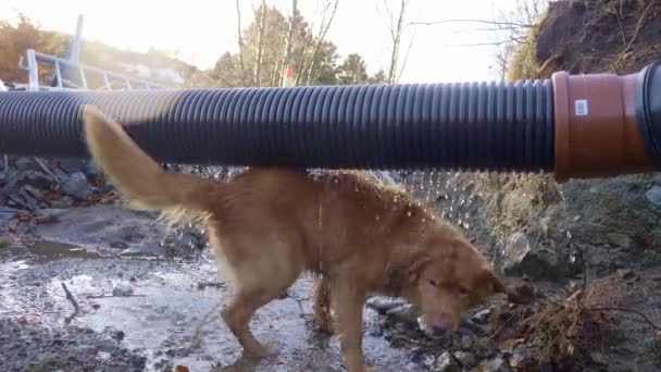 Anjing Bermain Dengan Penggalian Bocor Bocor Pipa Air Menjelajah — Stok Video