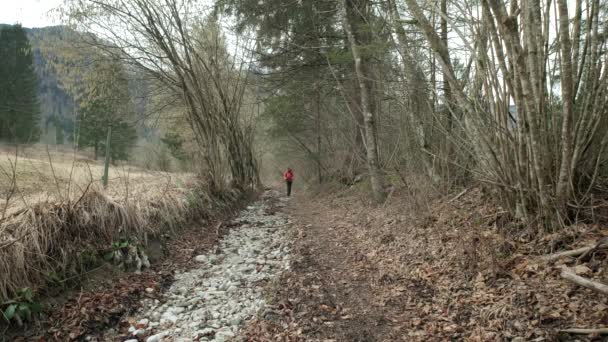 Uomo Passeggia Tra Gli Alberi Morti Della Foresta Nell Inverno — Video Stock