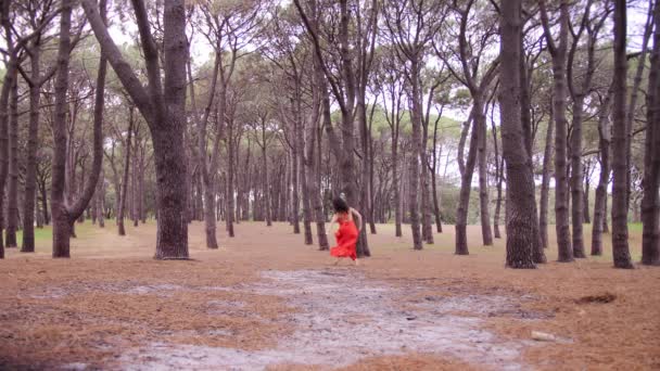 オーストラリアの松林の背の高い木の間で赤いドレスを身に着けている美しい女性 ワイドショット — ストック動画