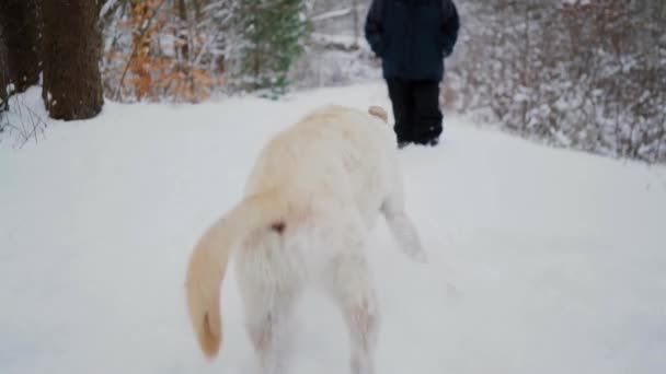 Energisk Hund Leker Och Hoppar Runt Med Ägaren Snötäckt Mark — Stockvideo