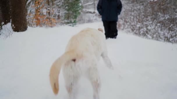Energický pes hraje a skáče kolem s majitelem ve sněhem pokrytém terénu