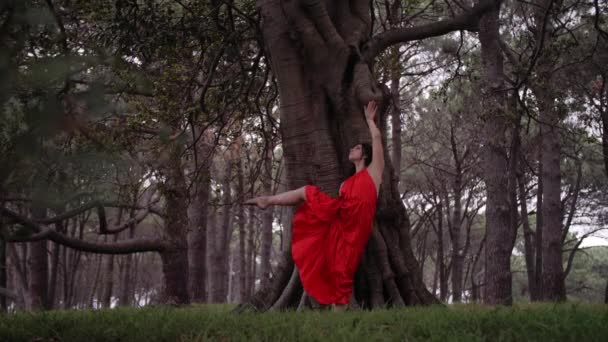 在一片森林的枪林弹雨中 随着树木的沉默跳舞 — 图库视频影像
