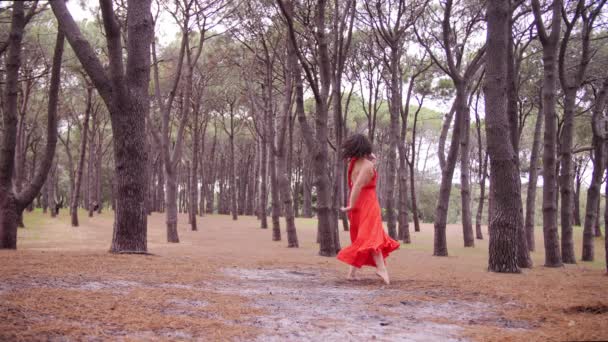 オーストラリアの松林の木々の間で優雅なダンスとランニングをする赤いドレスの豪華な女性 ワイドショット — ストック動画
