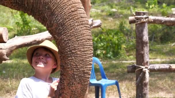 Rapazinho Feliz Perto Tronco Elefante Movimento Lento — Vídeo de Stock