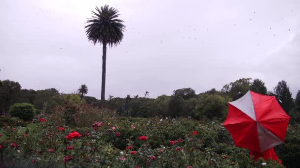Kobieta Parasolem Robiąca Jeden Obrót Wielką Battement Ogrodzie Kwiatowym Szeroki — Wideo stockowe