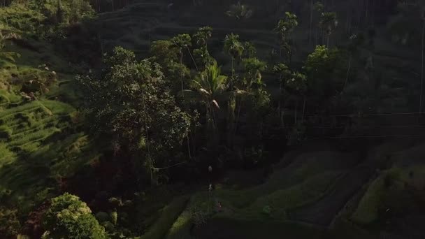 Drone Video Della Terrazza Riso Tegallalang Vicino Ubud Che Presenta — Video Stock