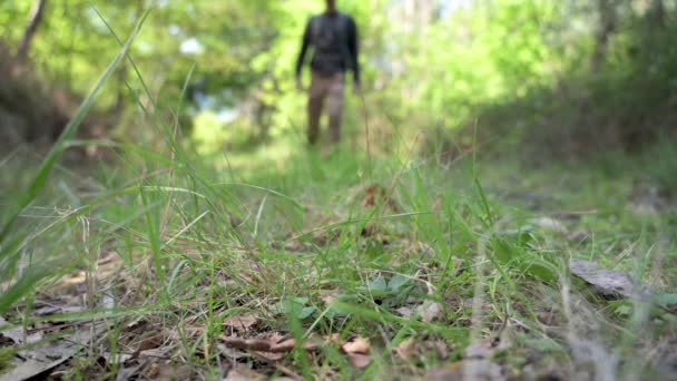 Angle Bas Randonneur Marchant Dans Les Bois — Video