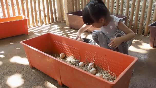 アジアの子供の女の子アヒルの卵を農業 活動サマーキャンプの学校休憩 慎重にアヒルの卵を拾う — ストック動画