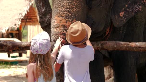 Dwójka Dzieci Poklepuje Słonia Bagażniku Statyczny Strzał — Wideo stockowe