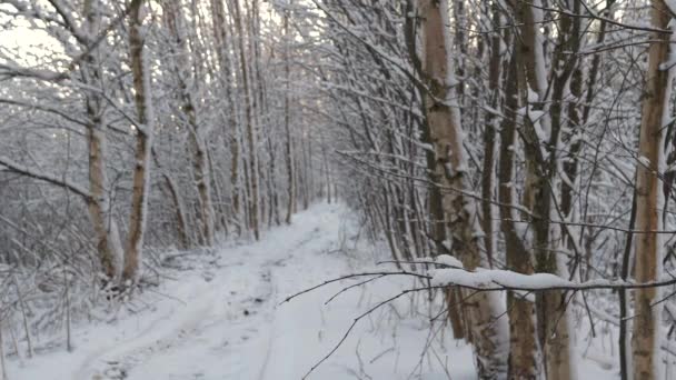 ハイキングバックパック男は冬の雪道を歩く ラックフォーカス — ストック動画