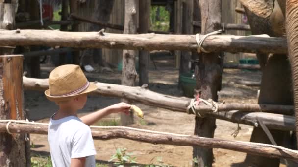 Jongen Voedt Een Banaan Aan Een Olifant Zonnige Dag Khao — Stockvideo