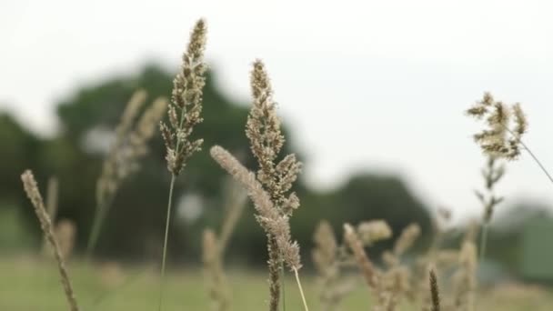 Sluiten Van Het Veld Gras Waait Wind — Stockvideo