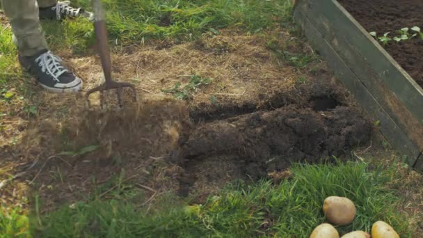 Komposterde Über Gepflanzte Kartoffeln Streuen — Stockvideo