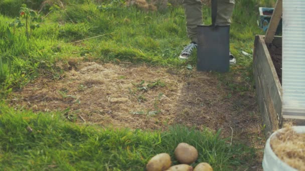 Junger Mann Gräbt Mutterboden Aus Kartoffeln Pflanzen — Stockvideo