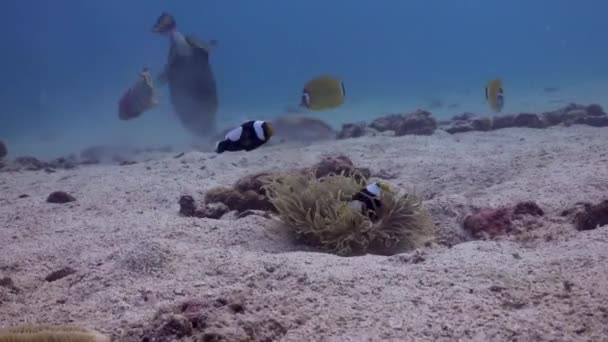Saddleback Οικογένεια Anemonefish Μικρές Ανεμώνες Στην Άμμο Titan Triggerfish Και — Αρχείο Βίντεο