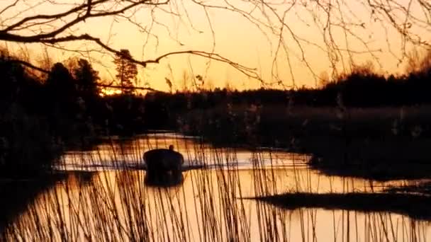 Zomer Nachten Finland Silhouette Persoon Drijvende Boot Rustige Rivier Gouden — Stockvideo